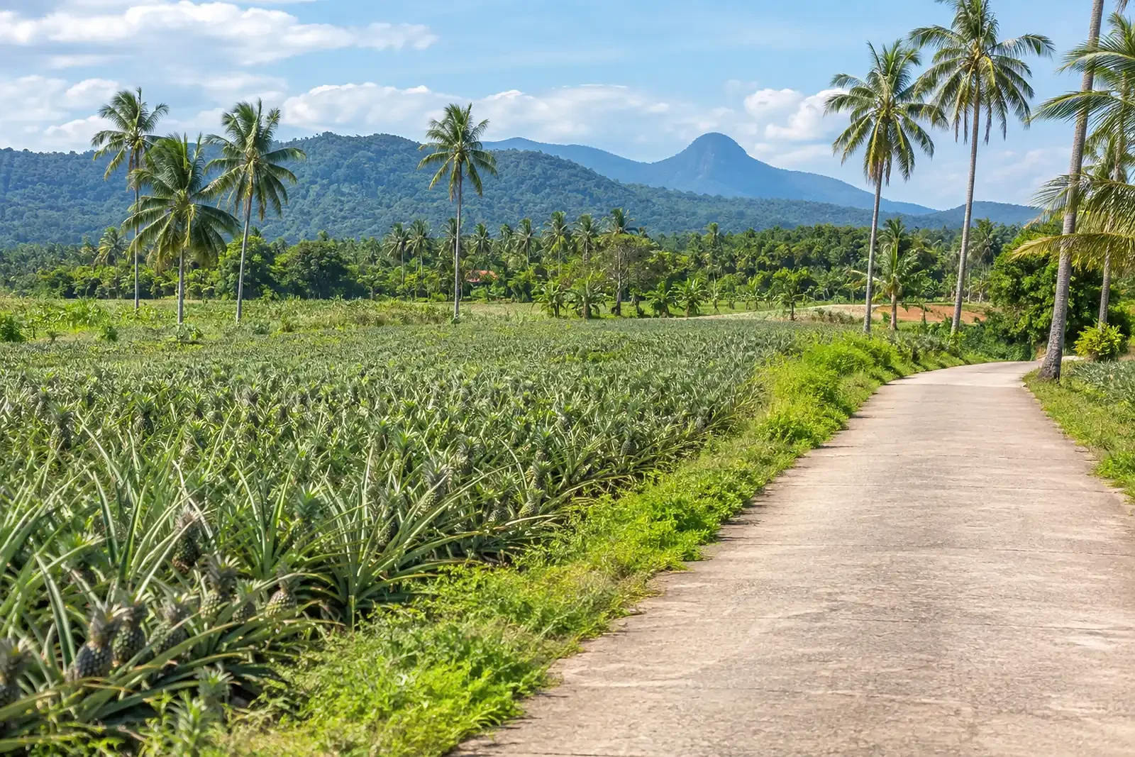 Rural landscape in Bofai with pineapple fields and coconut palms